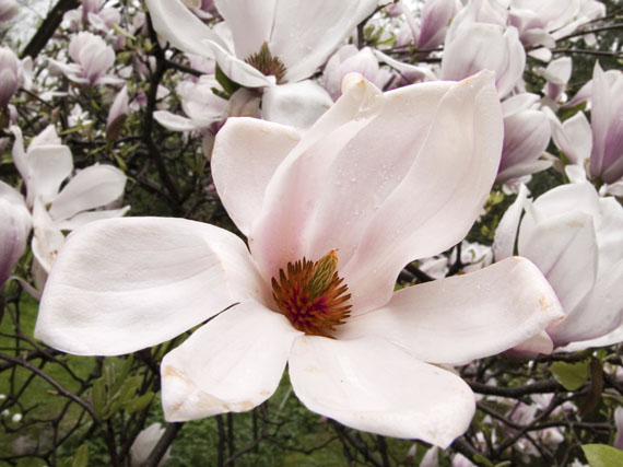 Magnolias que anuncian la primavera (1ª parte)